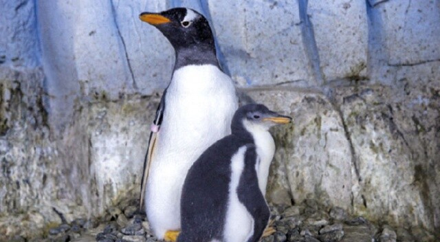 Bebek kutup pengueni ilgi odağı oldu