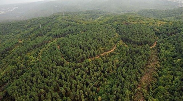 Gaziantep&#039;te ormanlara giriş yasağı