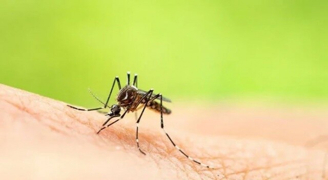 Hindistan’da Zika virüsü alarmı: 14 kişide görüldü