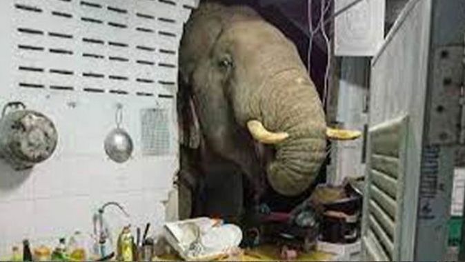 Karnı acıkan fil, bir evin mutfağına girdi