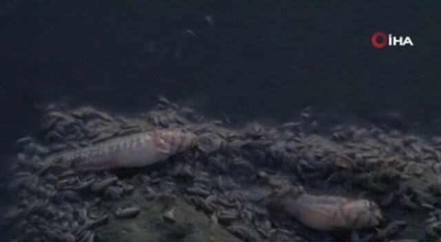 Küçükçekmece&#039;de ölü balıklar kıyıya vurdu, kötü koku yayıldı