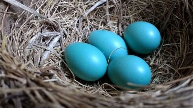 Mavi yumurta daha mı sağlıklı?