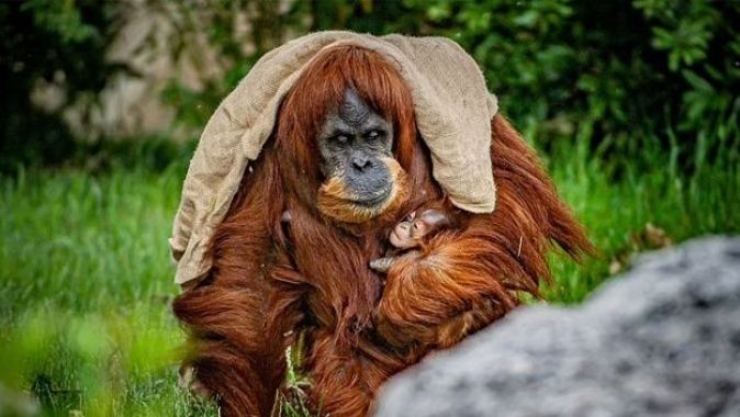 Nesilleri tehlikedeydi: Hayvanat bahçesinde Sumatra orangutanı sevinci