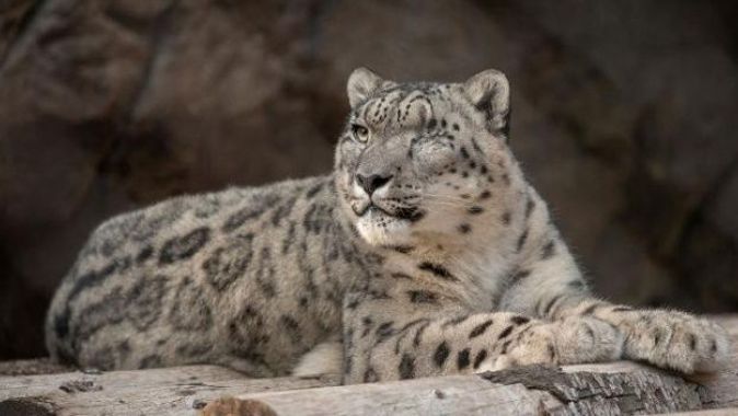 San Diego hayvanat bahçesindeki kar leoparında Covid-19 çıktı