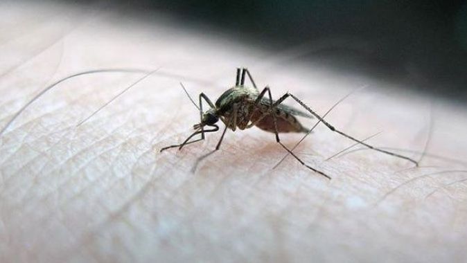 Sivrisineği uzak tutmanın formülü