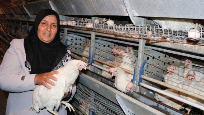 Tavukları telef olan girişimci kadın yeni tavuklarına kavuştu