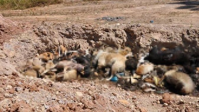 İBB hayvan barınağında vahşet: Telef olmuş hayvanlara toplu mezar