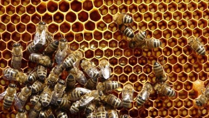 Kuraklık nedeniyle arıların geleceği tehlike altında