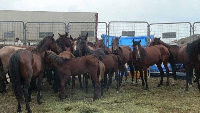 Ölüme terk edilen 33 atı hayvanseverler kurtardı