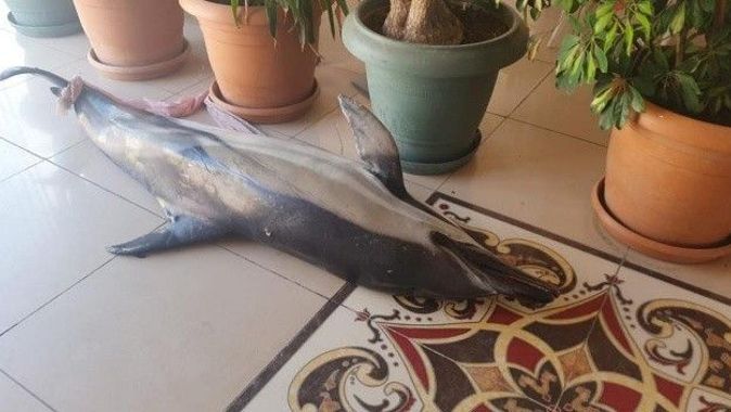 Bursa’da ölü yunus balıkları birer birer karaya vuruyor