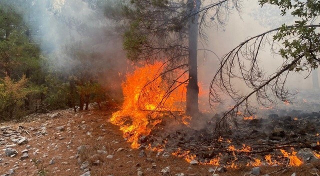 OGM: 13 orman yangını tamamen kontrol altında