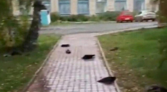 Rusya’da korkunç görüntü! Gökten yüzlerce ölü kuzgun yağdı