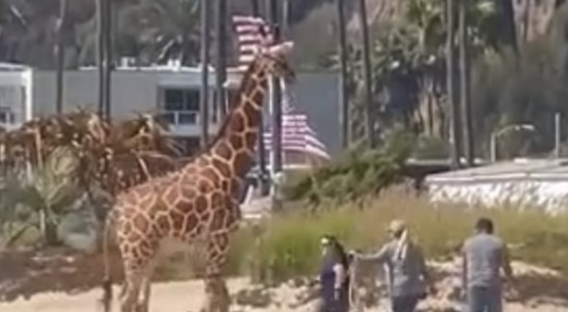 Santa Monica plajında zürafa şoku