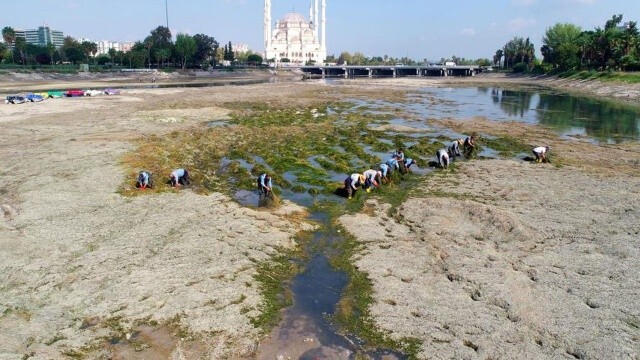 Seyhan Nehri&#039;nde yosun krizi! Sudaki oksijen miktarı sıfıra indi