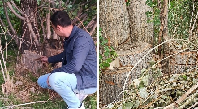 Tarlasına giden adam şoku yaşadı: Dikili 20 ağacını çaldılar