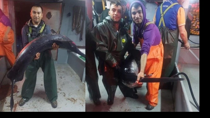 Balıkçılar şaşkına döndü: 60 yıl sonra boğazda kılıç balığı yakalandı