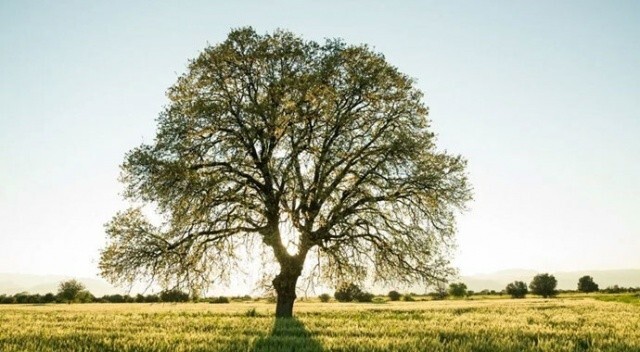 Bilim adamları açıkladı: Meşe ağaçları karbondioksit emilimini arttıra biliyor