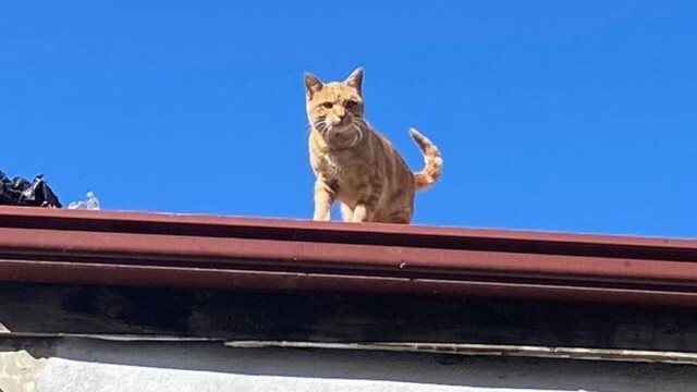Bir garip dargınlık hikayesi: İnsanlara küsen kedi 4 yıldır çatıdan inmiyor