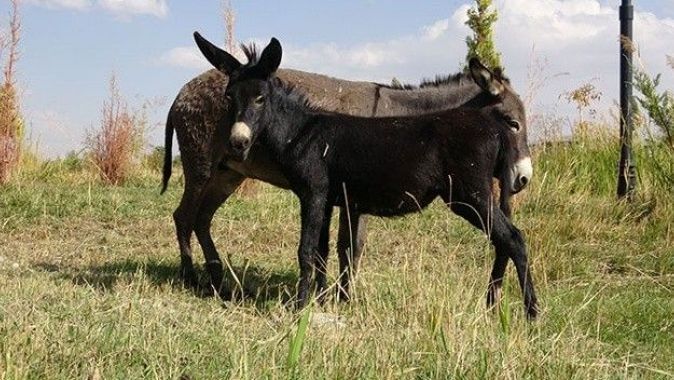 Eşek görünümlü at! Türkiye’de nadir bilinen melez hayvan ‘Bardo’