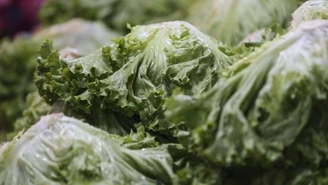 Eylül’de fiyatı en fazla artan ürün kıvırcık salata oldu