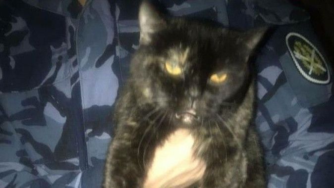 Hapishane içinde uyuşturucu taşıyan kedi yakalandı