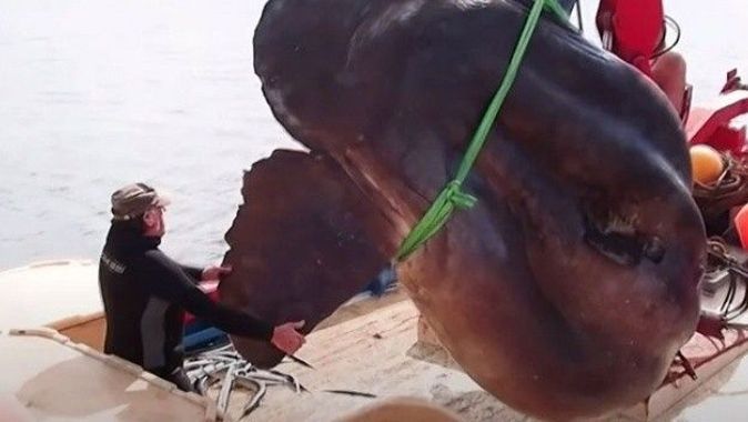 İspanya’da ağlara dev güneş balığı takıldı! 2 ton ağırlığında