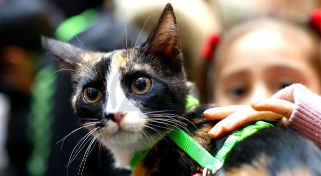 Kazakistan’da kediler için Kovid-19 aşısı geliştirildi