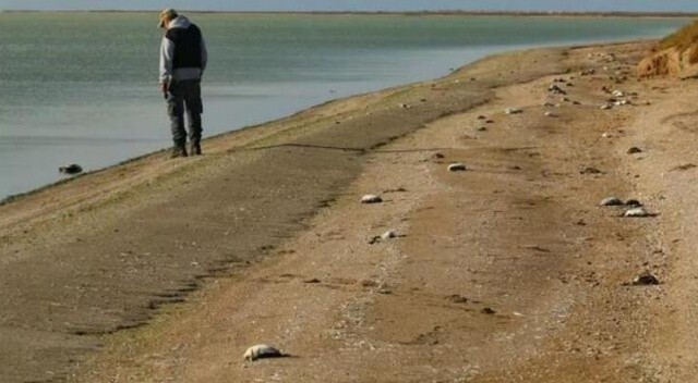 Rusya&#039;da korkutan görüntü: Sahil binlerce ölü kuşla doldu