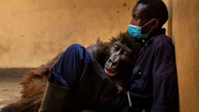 Selfie yıldızı goril olarak tanınmıştı! Bakıcısının kollarında hayatını kaybetti