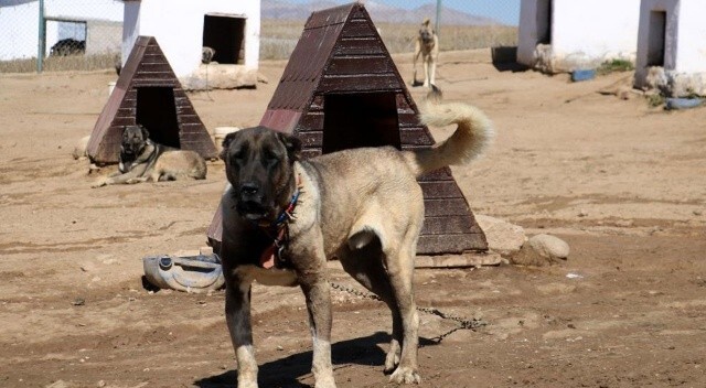 Sivas Kangal köpekler, yurtdışında lüks otomobil fiyatına alıcı buluyor
