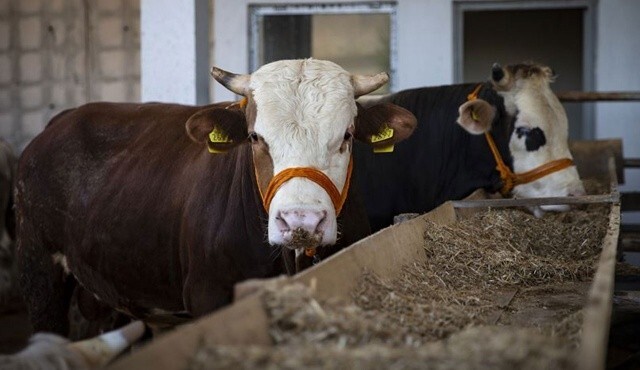 Sütteki gizli tehlike: Melez inek hasta ediyor