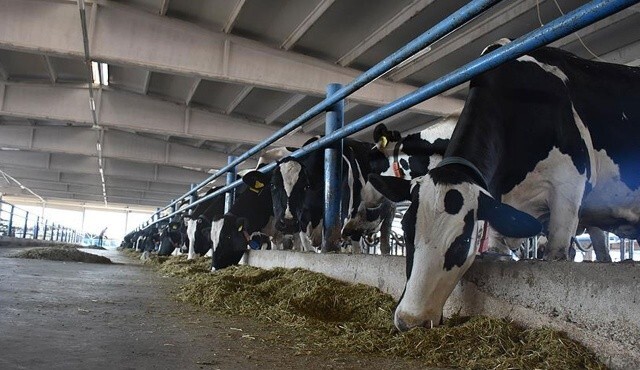 Üreticiler mezbahaların yolunu tutuyor: Süt ineği alarm veriyor