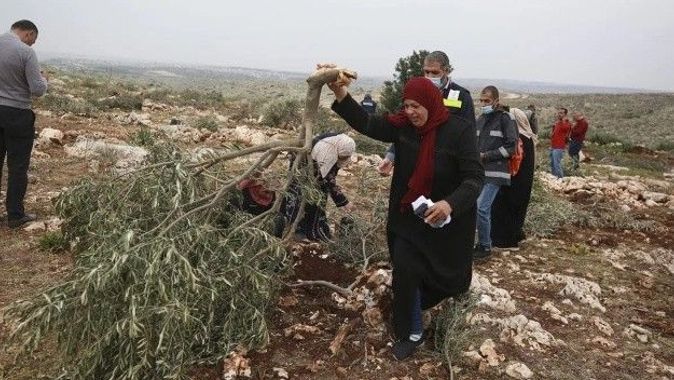 Yahudi yerleşimciler Filistinlilere ait ağaçları söktü
