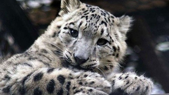 ABD’de üç kar leoparı koronavirüsten öldü