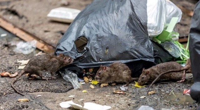 Bilim adamlarından korkutan uyarı: Bir sonraki salgını fareler yayacak