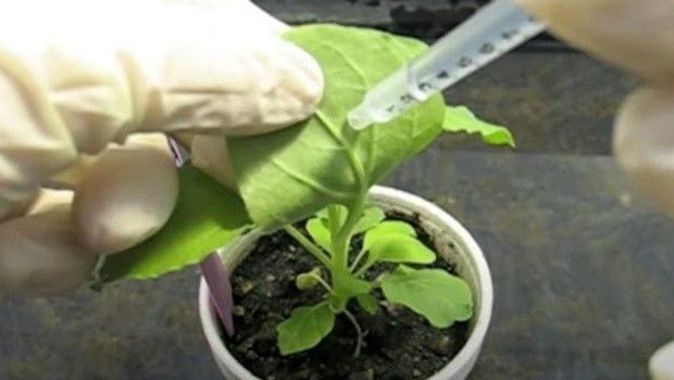 Böcek ilaçlarının yerini genetiği değiştirilmiş bitkiler alacak