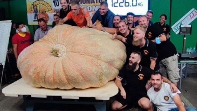 Dünyanın en büyük bal kabağı: Araba ağırlığında