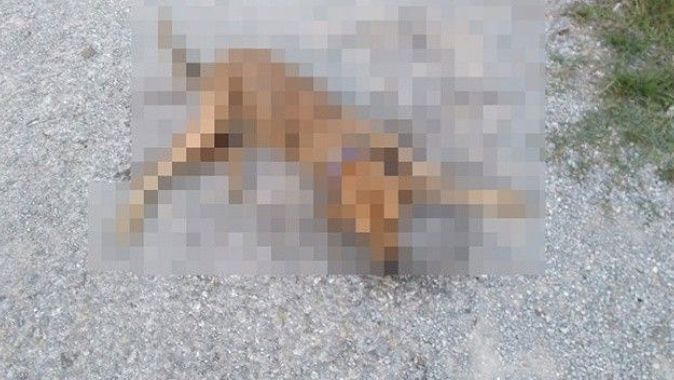 İzmir’de korkutan görüntü: Zehirlenen 31 sokak hayvanı öldü