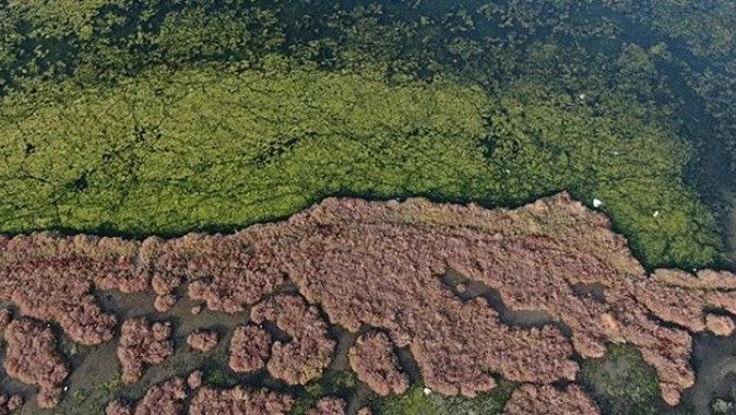 İzmir’i deniz marulu sardı: Su yüzeyi yeşil örtüyle kaplandı