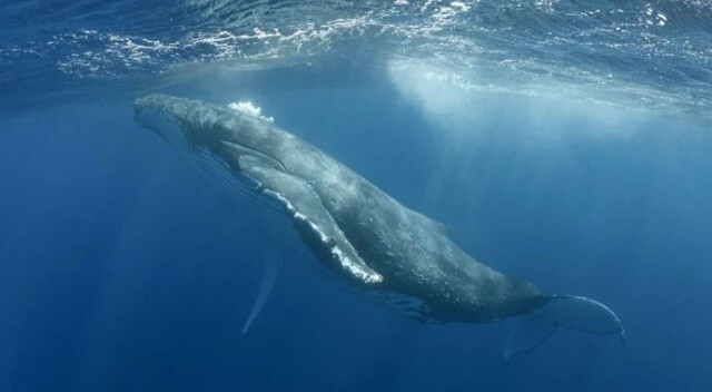Küresel ısınmanın çözümü balinalar: Ağaçlarla aynı etkiyi görüyorlar