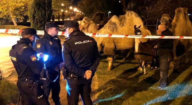 Sirkten firar eden develerin peşine polisler düştü