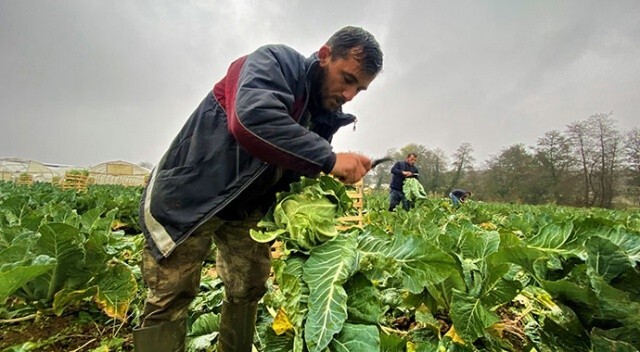Tüm servetlerini tarıma yatırdılar: Ailecek yağmur çamur dinlemeden çalışıyorlar