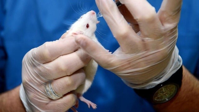 Uzmanlar uyardı: Bir sonraki koronavirüs salgını farelerden çıkabilir