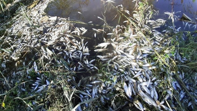 Büyük Menderes Nehri&#039;nde korkunç tablo: Yüzlerce balık öldü