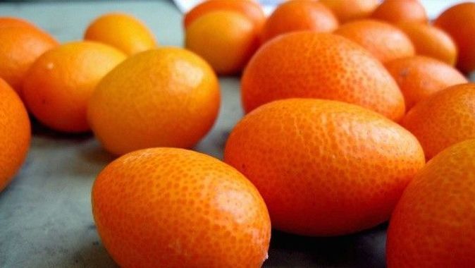 C vitamini deposu kamkat hastalıklardan koruyor