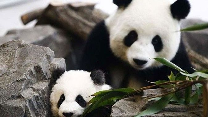 Çin&#039;de 102 bin yıllık dev panda fosili bulundu