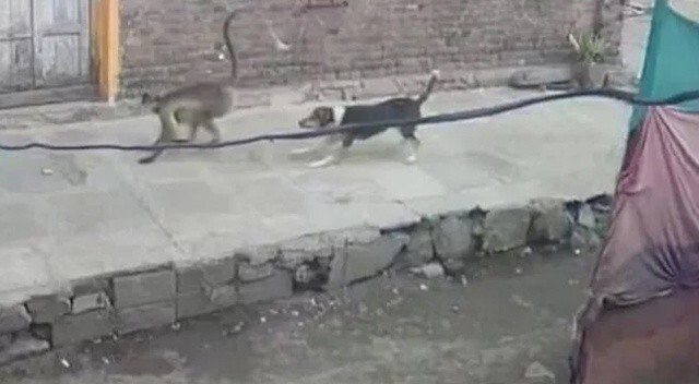 Hindistan&#039;da maymunlar dehşet saçtı: 250 köpeği öldürdüler