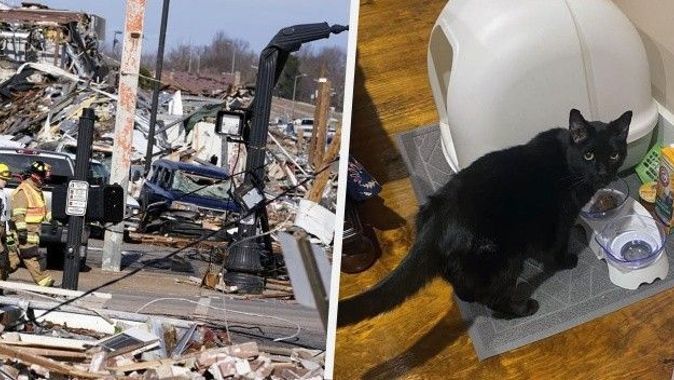 Tornado kasırgasından 9 gün sonra kedi Madix enkazdan sağ çıktı