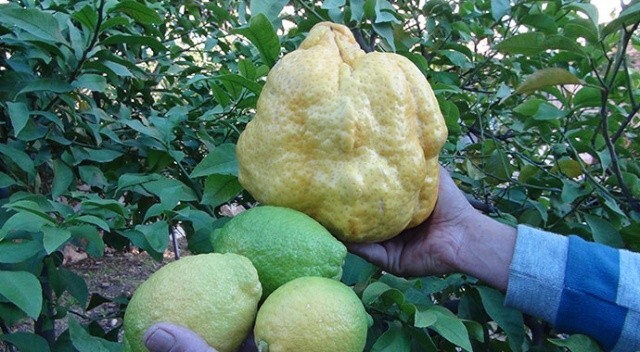 Türkiye’nin en büyük limonu: Bin liradan satılacak