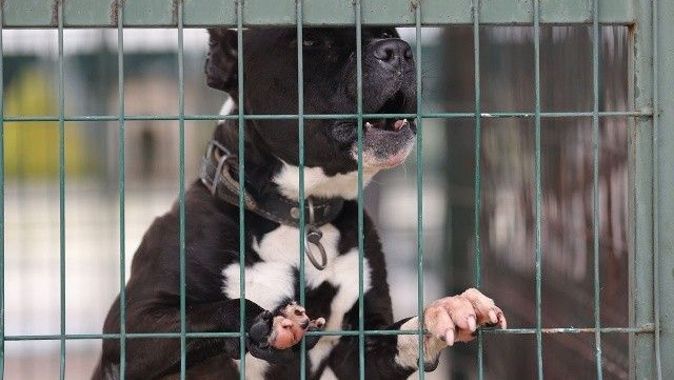 Barınaklar doldu: Yasaklı köpekleri terk eden edene